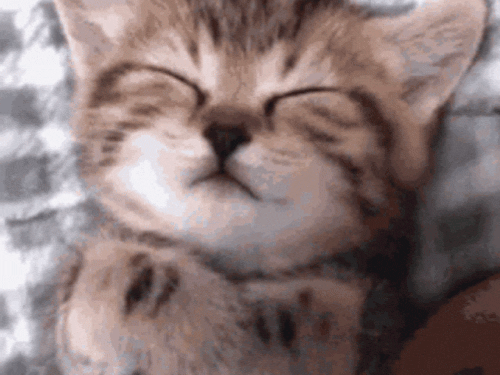 Sticker chat dormir couette dodo mignon cat gif par Crytek