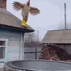 salto boing cascade trampolin tremplin fail spectacle fracture os splat fatal saute unfall crashed thanato