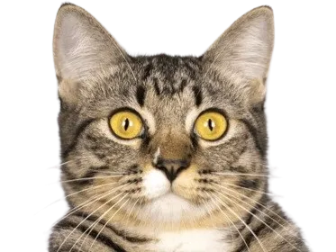 Sticker chat cat saisi choc choque chokbar stress yeux mignon peur effraye observe grands terrifie knifos par Knifos
