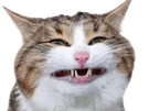 chat rexie cat sourire hiii hihi serre les dents grince force souffre douleur mignon knifos