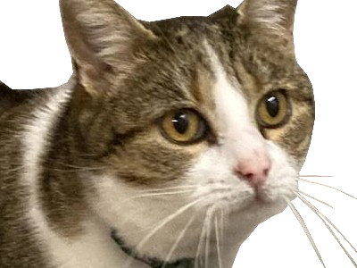 Sticker chat cat simple mignon regard normal felin miaou meow regarde attend chatte cute beau knifos par Knifos