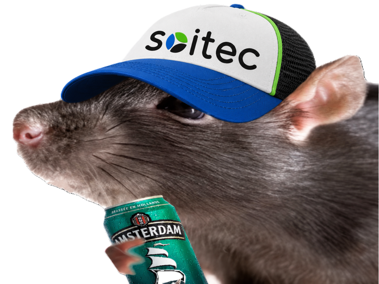 Sticker rat rsa bourse biere avare rattata rattatashiny soitec par Percevalois