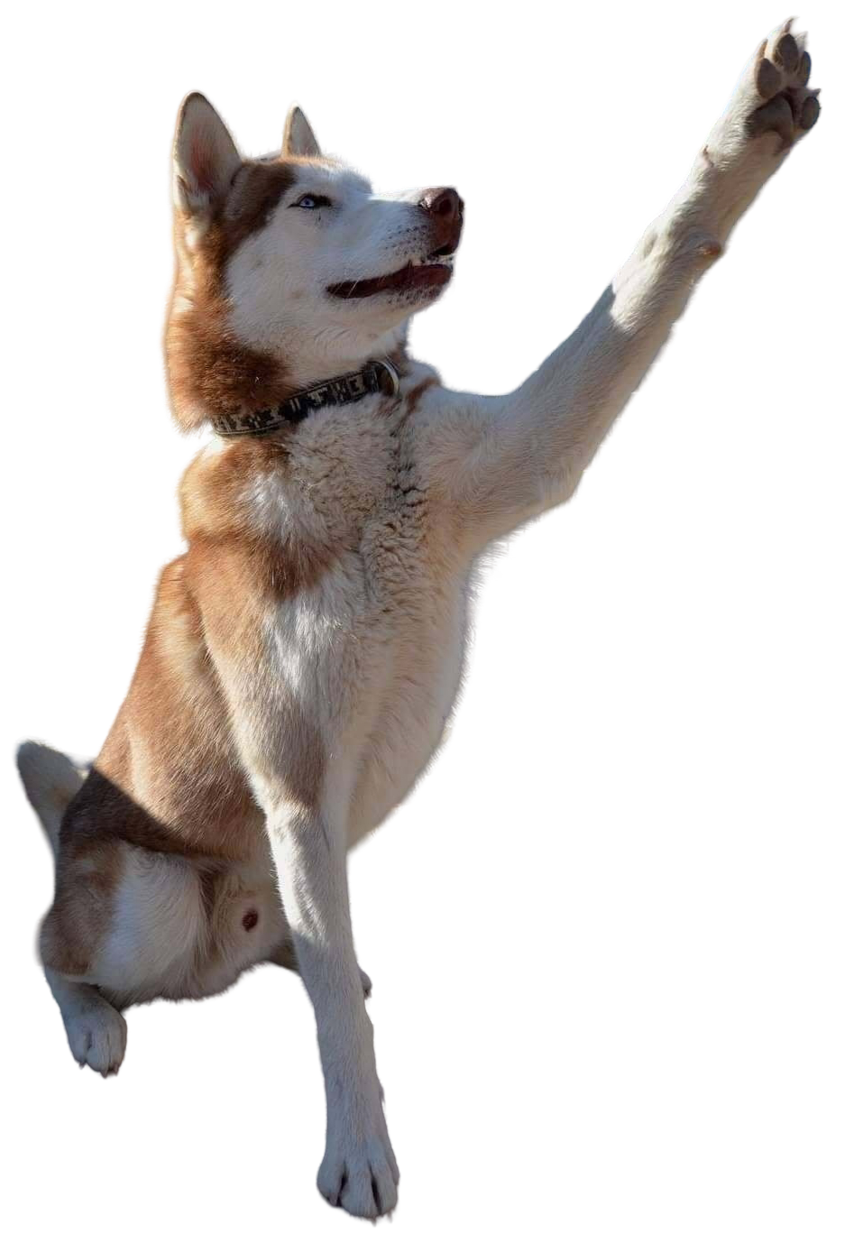 Sticker husky siberien chien good boy patte tendue nsdap nazi heil hitler par chefmicheldumas