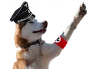 husky siberien chien good boy brassard ss nazi heil hitler sieg