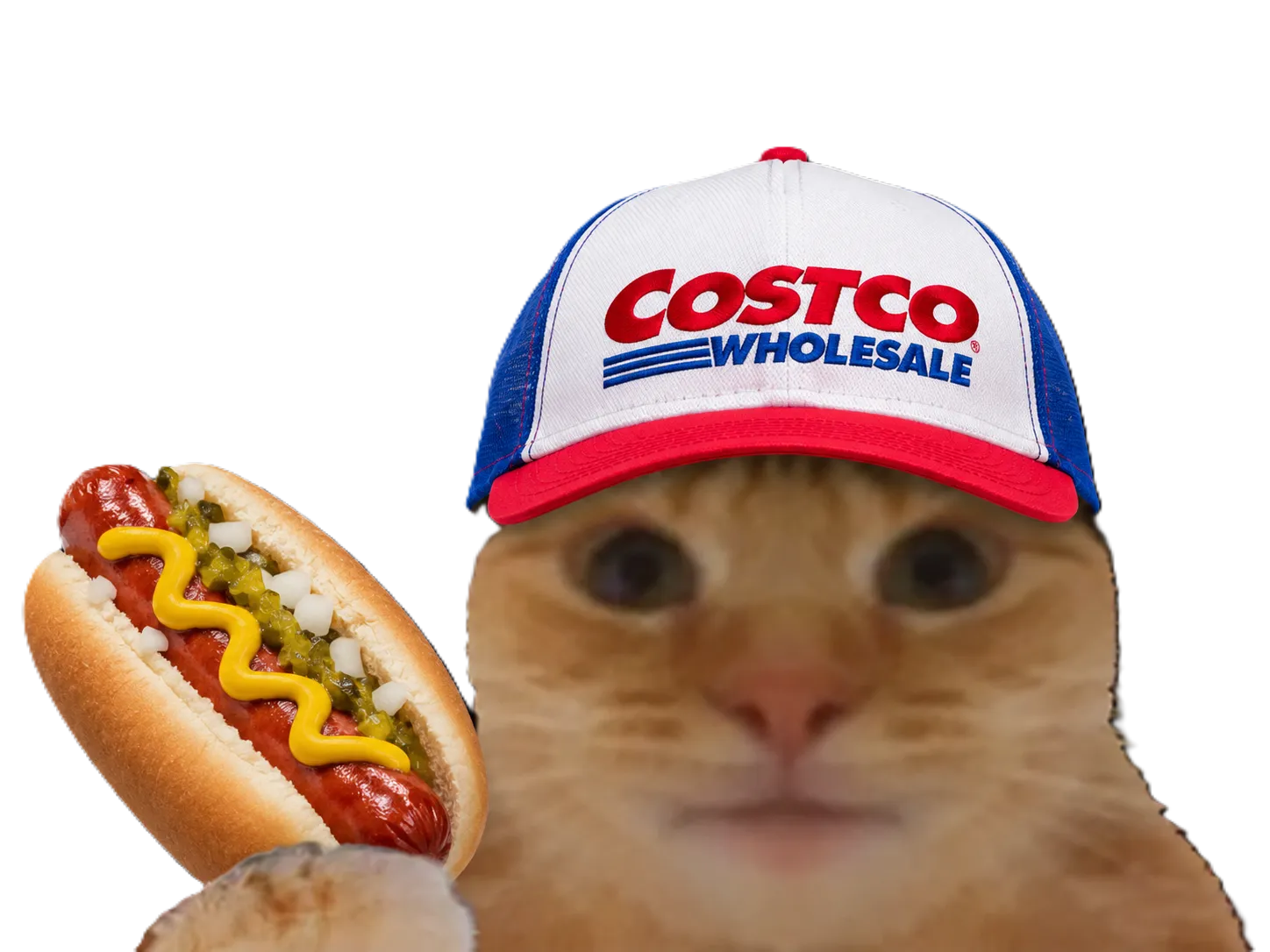 Sticker chat casquette bourse datacenter hot dog cost co costco gouken gouken91 fiston laverited par Percevalois