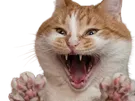 chat choc terreur terrifie peur effraye frayeur choque crie aaah chokbar cri horreur hurle knifos