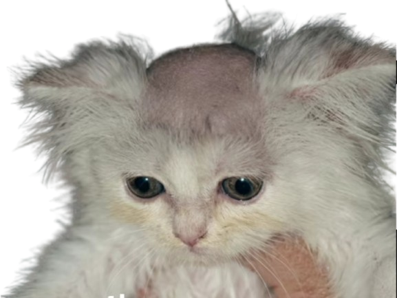 Sticker chat chauve calvitie crane triste vide perdu melancolique cat chaton boule a zero blanc knifos par Knifos