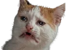 chat pleure chiale cat chouine pleurer chialer larmes triste melancolique sad deprime depression miaou knifos