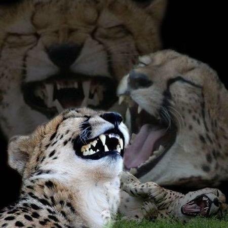 Sticker puma lynx tiger mock joke drum tish badum lel way hilare chok nuts ownd dumb par glandilus