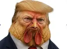 trump donald president usa us etatsunis amerique chef coq poulet dindon