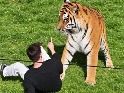 Sticker tigre anglais mort pointe du doigt zoo par Manu_Macaron