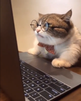 template meme chat lunettes research cat cat recherche ordinateur macbook travail concentre serieux lunettes noeud etude humour