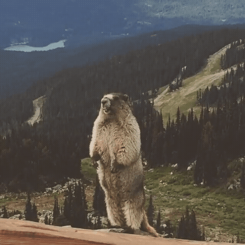 Sticker template meme gif animation marmotte cri hurle screaming marmot montagne animal crie rongeur nature drole peur par risibot