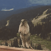 template meme gif animation marmotte cri hurle screaming marmot montagne animal crie rongeur nature drole peur