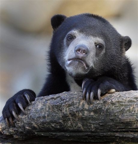 Sticker template meme confession bear ours aveu confession secret honte avoue triste coupable pardon animal tronc humour par risibot