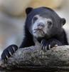template meme confession bear ours aveu confession secret honte avoue triste coupable pardon animal tronc humour