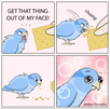 template meme bird cracker oiseau perruche biscuit cracker chicken thoughts bd miam refus degout mignon manger humour