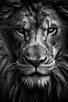 template meme lion regard noir et blanc fauve roi animal sigma indifferent fierte majestueux cri du lion criniere humour