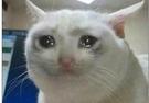 template meme crying cat chat triste chat pleure larmes tristesse triste mignon animal pitie yeux humides chagrin sad cat