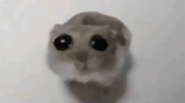 Sticker template meme sad hamster hamster triste yeux mignon larmes pleure animal tristesse pitie decu rongeur reaction par risibot