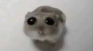 template meme sad hamster hamster triste yeux mignon larmes pleure animal tristesse pitie decu rongeur reaction