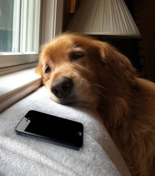 Sticker template meme dog waiting chien attend telephone triste seul message ghost sms solitude toutou patient reaction par risibot