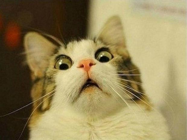 Sticker template meme scared cat chat terrifie peur choc surprise yeux ecarquilles panique effraye horreur stupefait terreur animal omg par risibot
