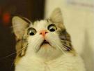 template meme scared cat chat terrifie peur choc surprise yeux ecarquilles panique effraye horreur stupefait terreur animal omg