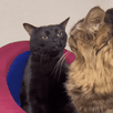 template meme black cat zoning out chat noir chat hagard perdu dans ses pensees absent gif animation chat zone out vide mental fatigue ailleurs fatigue mentale