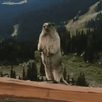 template meme screaming gopher marmotte cri hurle gif animation animal rongeur montagne criard fou dingue ahhh