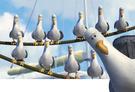 template meme finding nemo nemo mouettes mine mine mine mine mine mine oiseaux pixar dessin anime possessif voleur egoiste pixar film