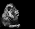 template meme lion noir et blanc roi lion fier majestueux animal chat geant regard sage motivation dominant puissant fauve