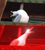 template meme screaming bird mouette cri hurle oiseau pleure cris rouge animal ahhh scream reaction drole