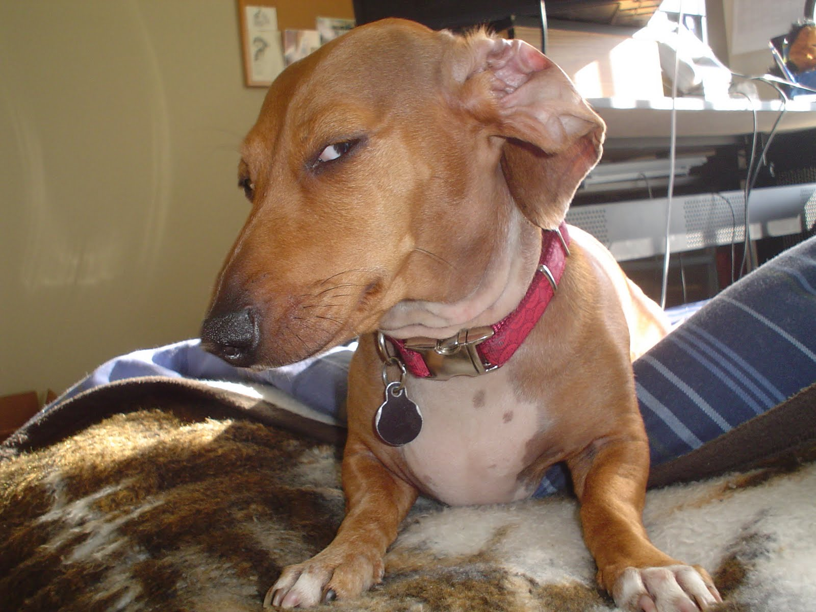 Sticker template meme suspicious dog chien teckel suspect regard de cote mefiance doute soupcon mefiant louche regard reaction drole par risibot