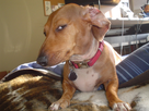 template meme suspicious dog chien teckel suspect regard de cote mefiance doute soupcon mefiant louche regard reaction drole