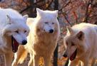 template meme laughing wolf loups rire se marrent hilare mdr fou rire animal trois loups lol rigolent reaction drole