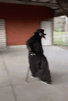 template meme gif animation plague doctor gangsta paradise docteur peste coolio marche masque epidemie sombre danse reaction drole