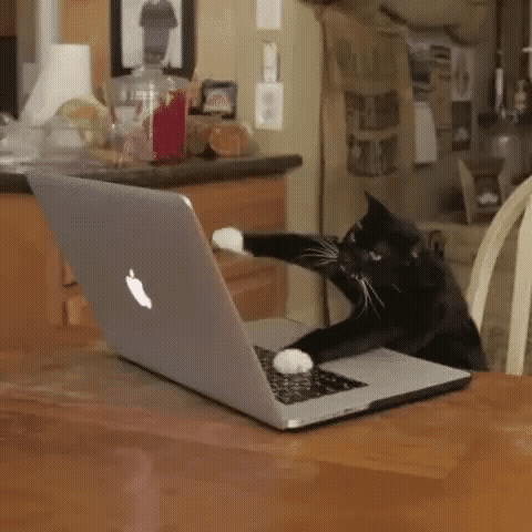 Sticker template meme gif animation typing kitty chat clavier ordinateur ecrit tape macbook pc animal chaton par risibot
