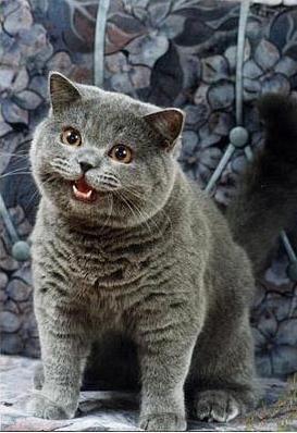 Sticker template meme cheezburger cat lolcat chat gris mignon british shorthair can has cheeseburger animal faim demande burger par risibot