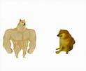 template meme strong dog vs weak dog swole doge cheems chien fort faible shiba muscle comparaison avant apres musclor toutou strong