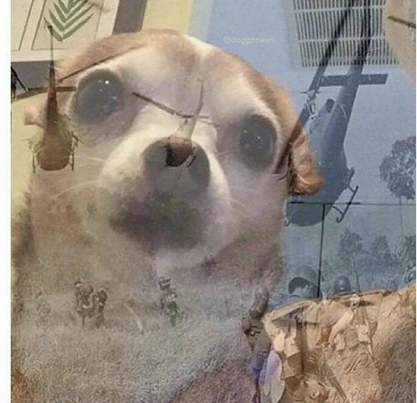 Sticker template meme ptsd chihuahua chien chihuahua trauma guerre stress post traumatique soldat helicoptere vietnam souvenir terreur flashback ptsd par risibot