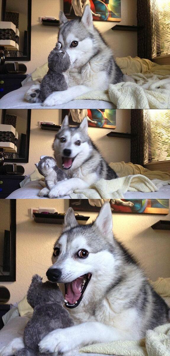 Sticker template meme bad pun dog husky chien jeu de mots blague nulle humour pourri calembour rire loup chiot bad pun dog par risibot