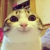 template meme smiling cat chat sourire content heureux chaton yeux brillants adorable mignon felin selfie smiling cat