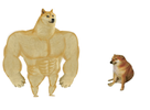 template meme big dog small dog gros chien petit chien doge cheems muscle fort faible comparaison avant apres shiba small
