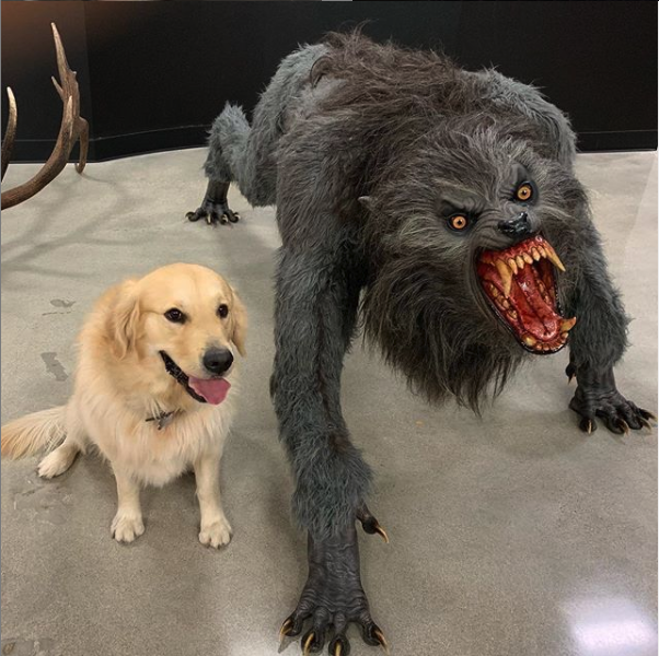 Sticker template meme dog vs werewolf chien loup garou golden retriever monstre mignon effrayant gentil contraste peur vs animal werewolf par risibot