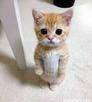 template meme cute cat chat mignon chaton adorable yeux doux animal debout kawaii requete ptit chat trop mignon cute