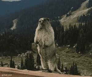 Sticker template meme yelling beaver gif animation cri marmotte hurle crie scream colere animal sauvage montagne par risibot