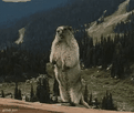 template meme yelling beaver gif animation cri marmotte hurle crie scream colere animal sauvage montagne