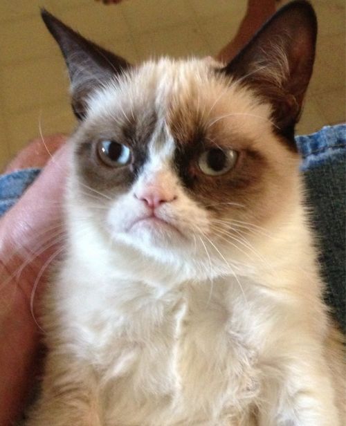 Sticker template meme grumpy cat chat grincheux tard the cat chat grincheux boude mauvaise humeur non deteste triste grumpy cat meme chat triste tardar sauce par risibot