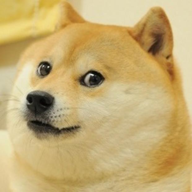 Sticker template meme doge chien shiba inu wow much wow shiba inu animal regard sourire suspect doge meme shiba meme par risibot